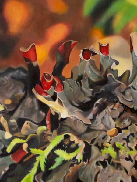 Lichens: Field Work – RiverBrink Art Museum