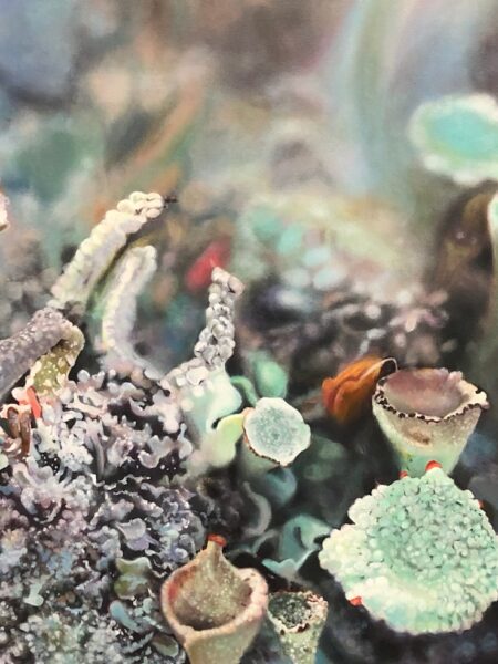 LICHENS & FOREST FLOOR