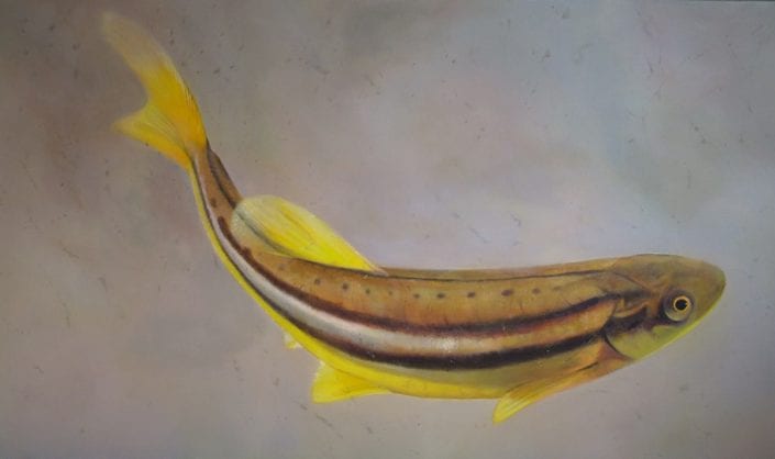 Pearl Dace Minnow Pearl Dace Minnow - Melanie MacDonald