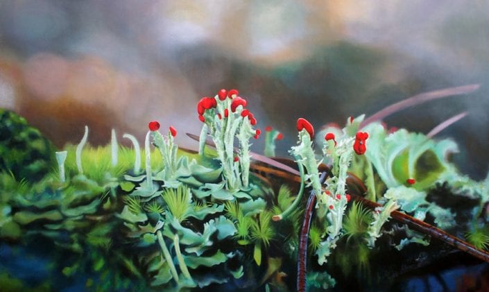 British Soldier Lichens Melanie MacDonald -British Soldier Lichen